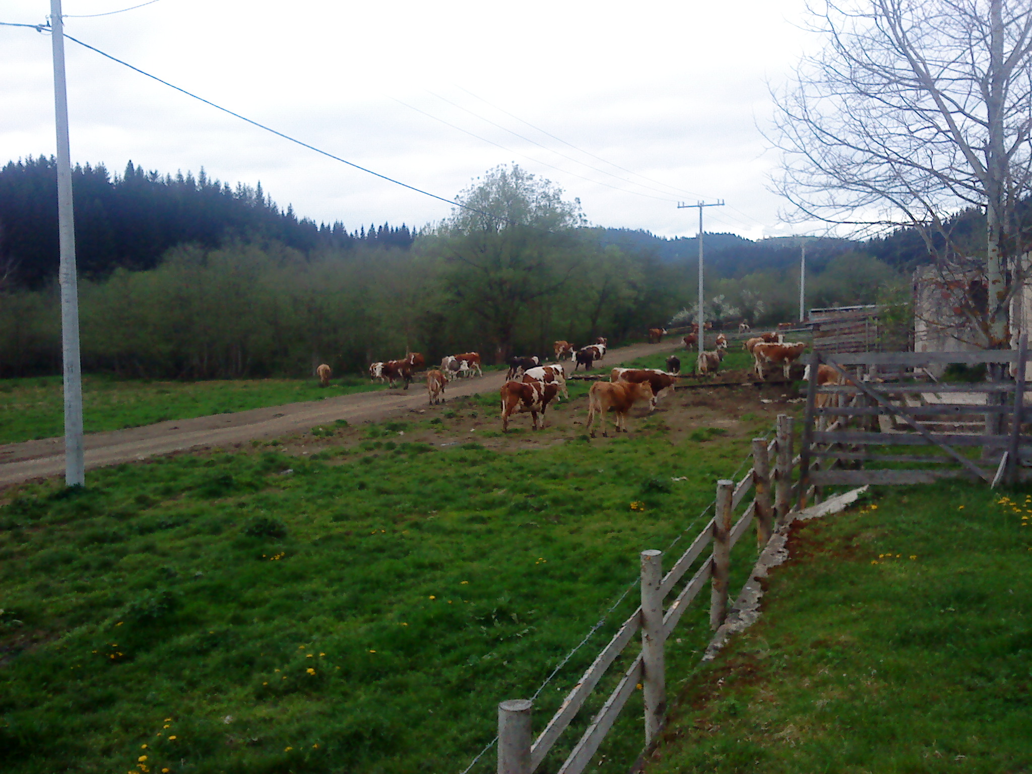 Okruglica