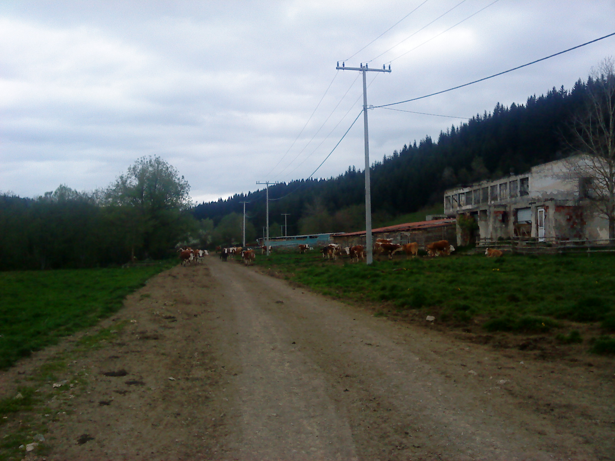Okruglica
