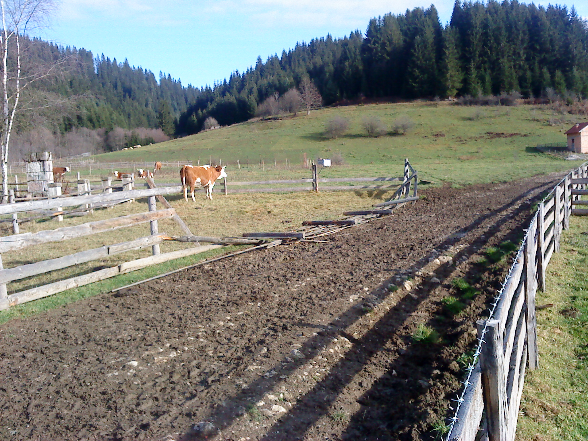 Okruglica