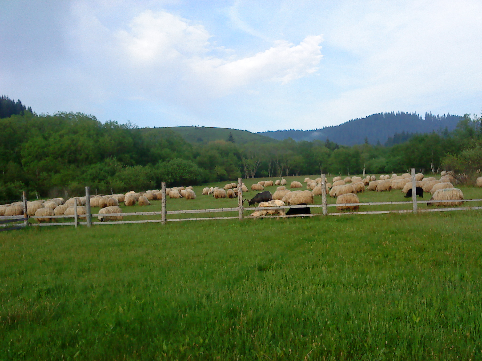 Okruglica