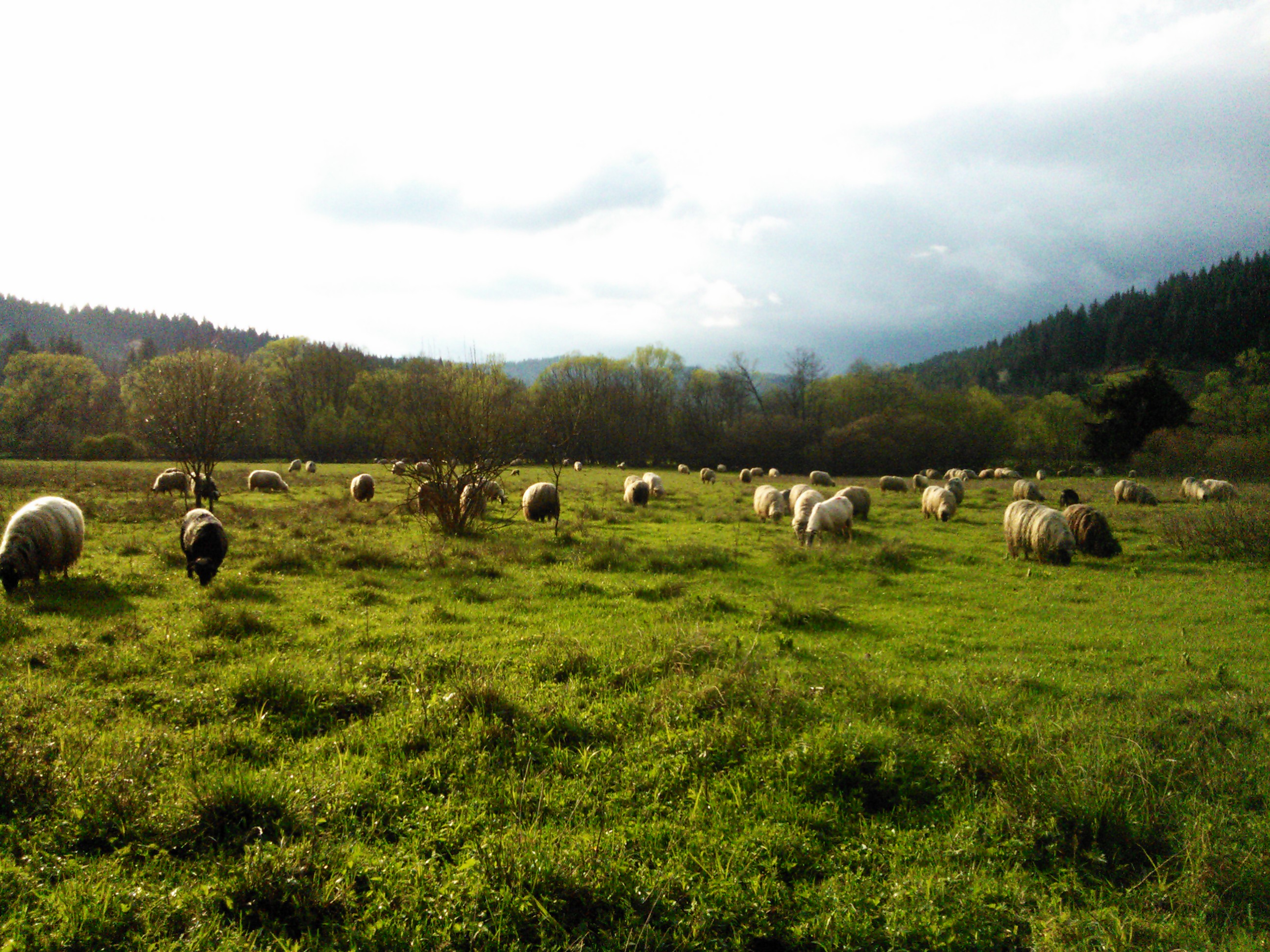 Okruglica
