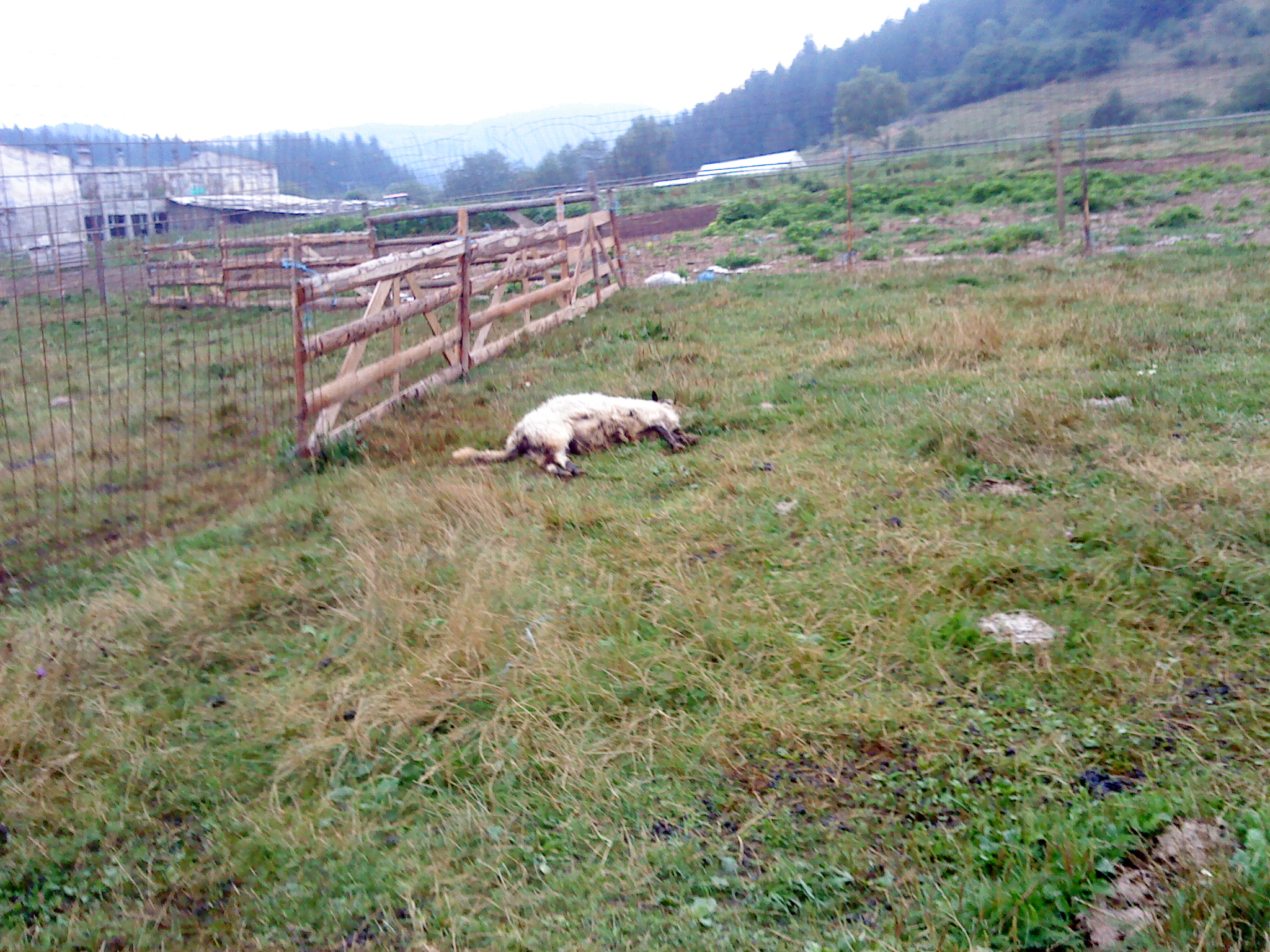 Okruglica