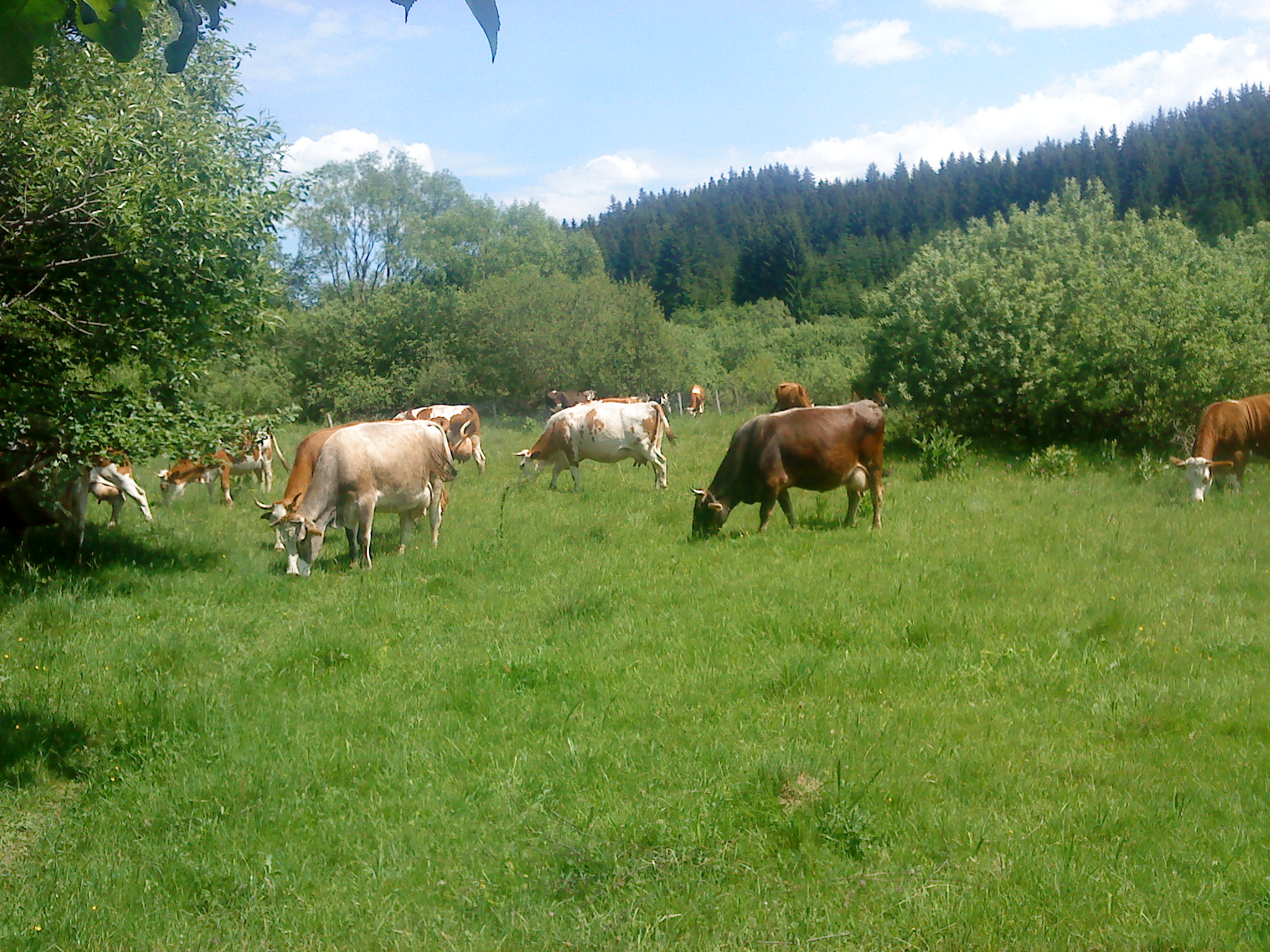Okruglica