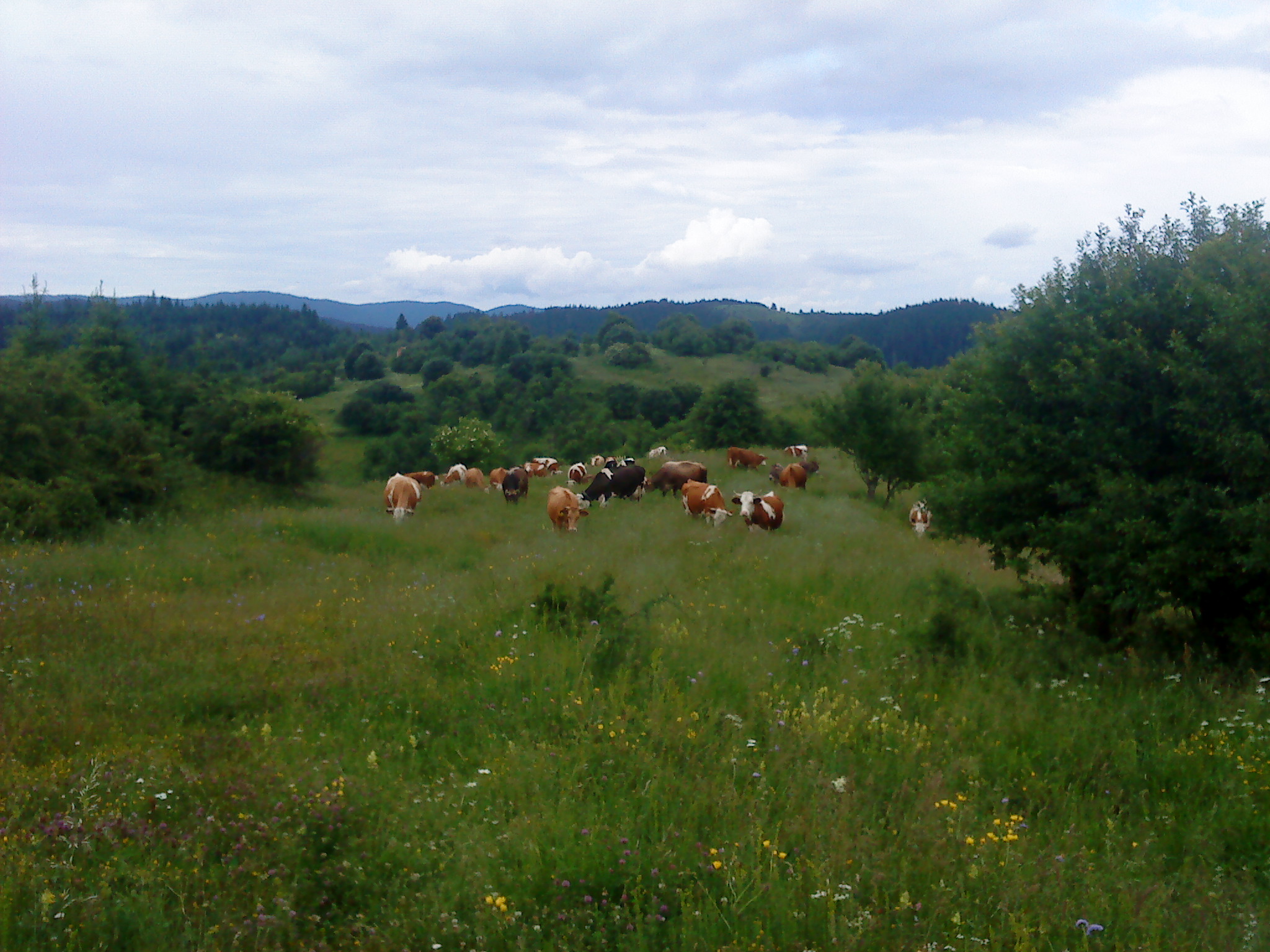 Okruglica