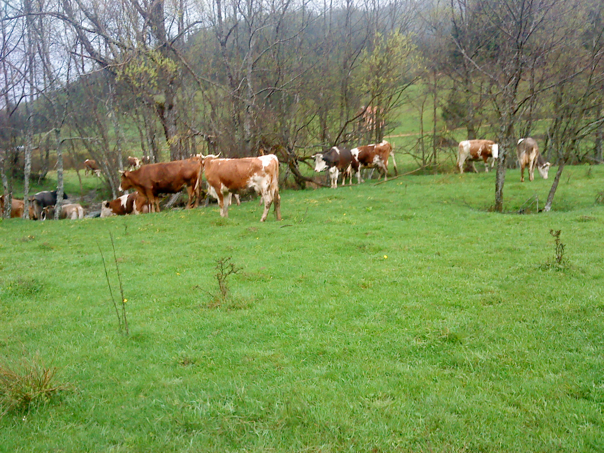Okruglica