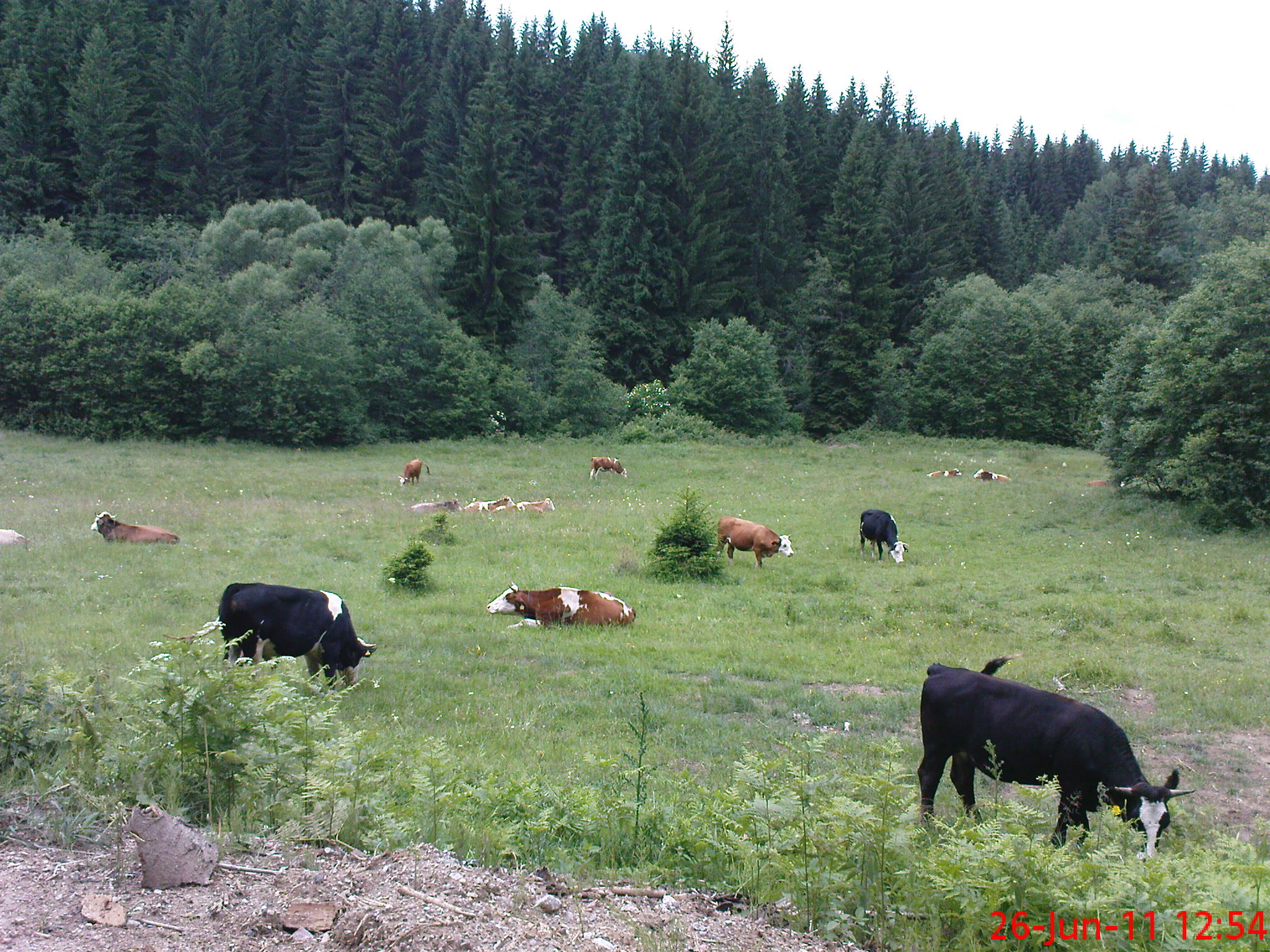 Okruglica