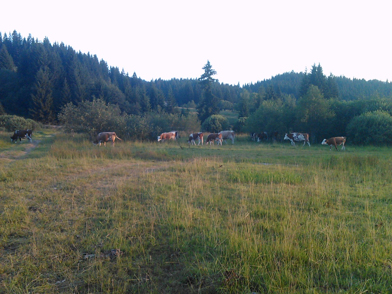Okruglica
