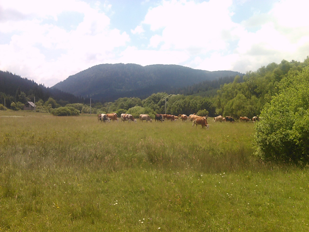 Okruglica