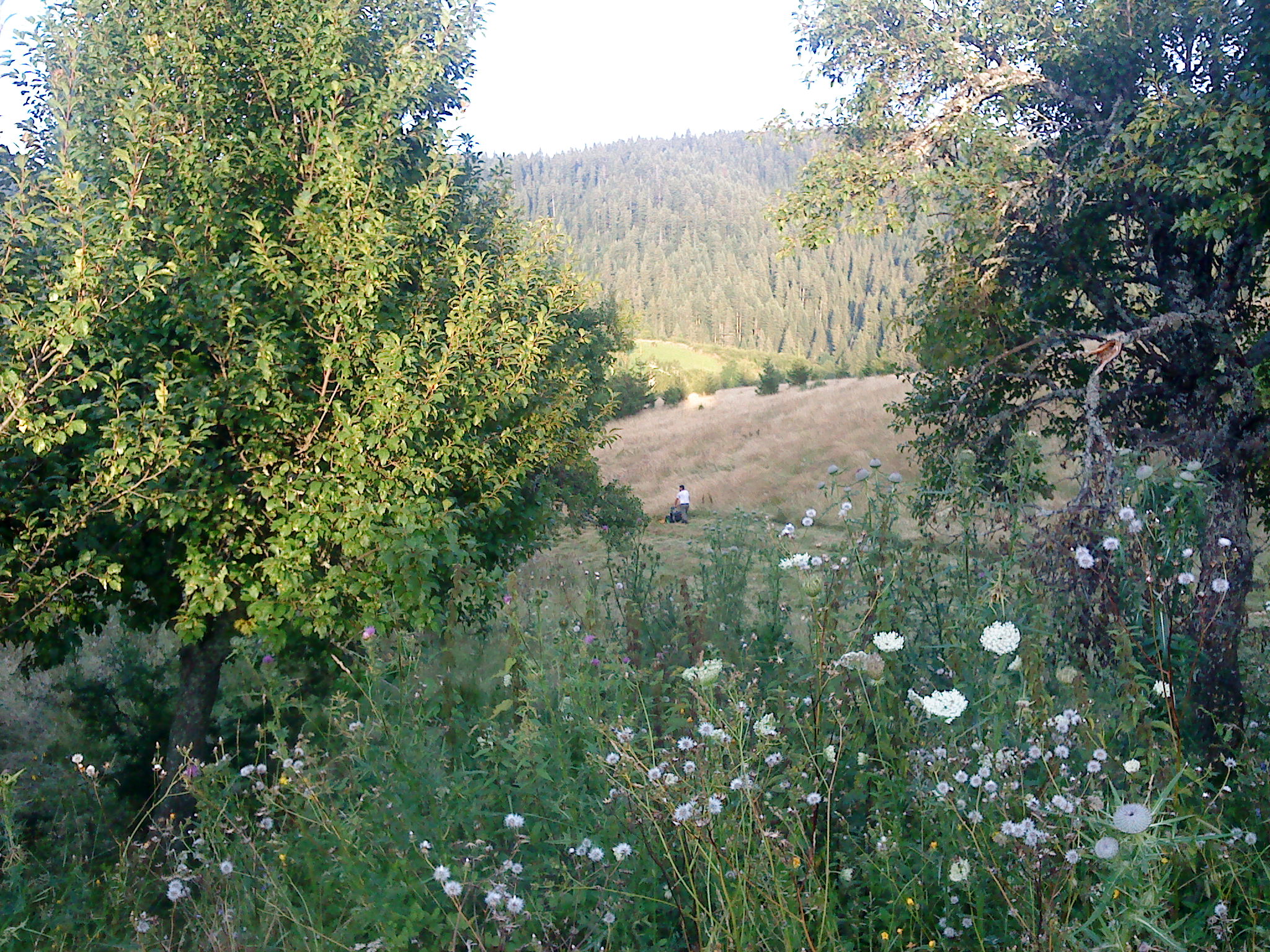 Okruglica